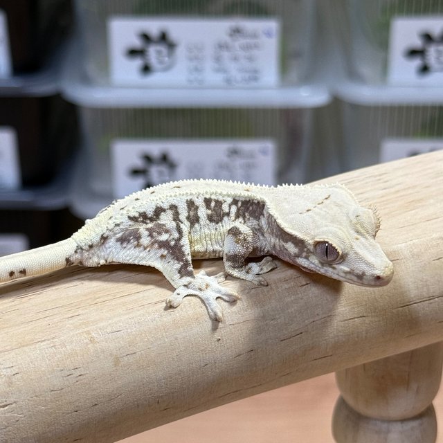 Lilly 100% Het Axanthic