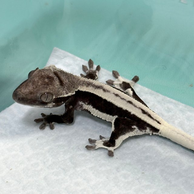 Lilly Axanthic