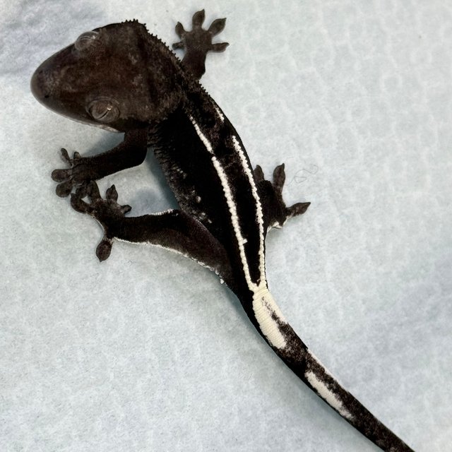 Axanthic