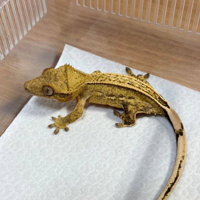 Full Pinstripe 100% Het Axanthic