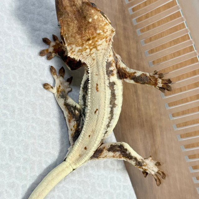 Lilly 100% Het Axanthic