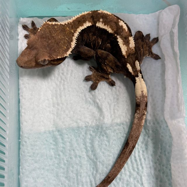 세이블 100%헷아잔틱