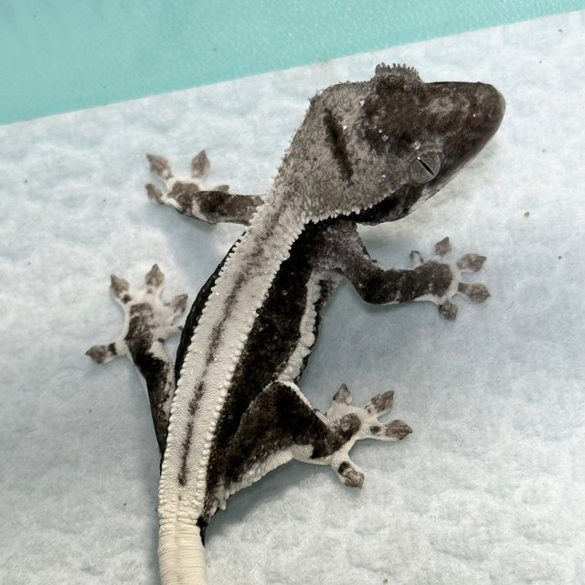 Lilly Axanthic
