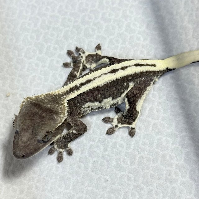 Lilly Axanthic