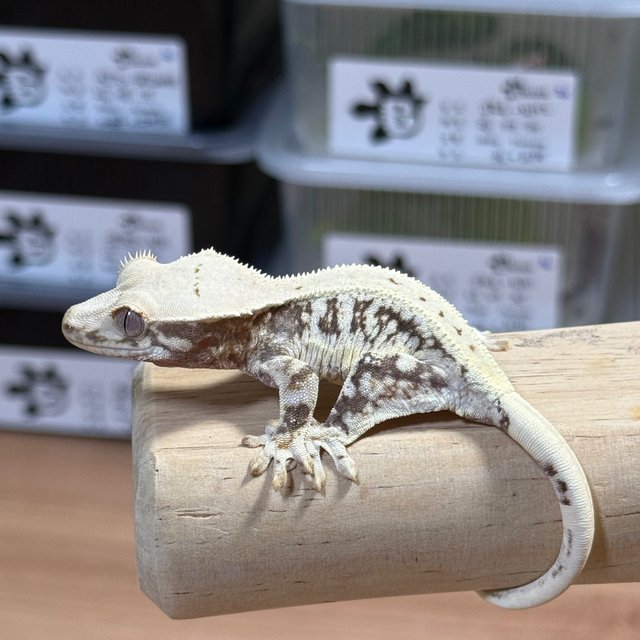 Lilly 100% Het Axanthic