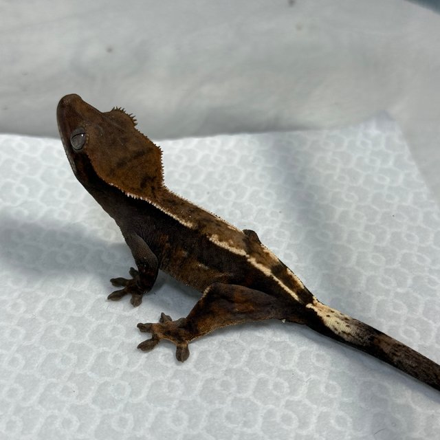 세이블 100%헷아잔틱