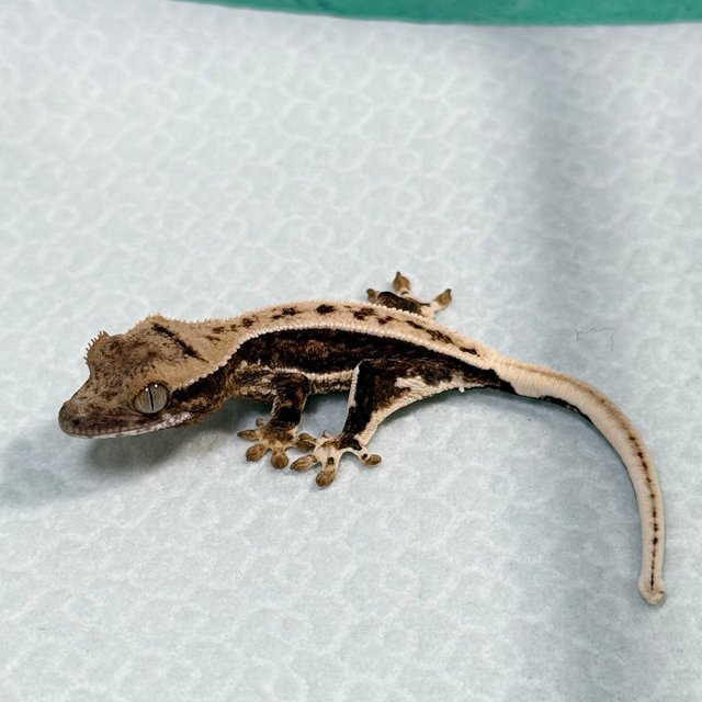 Lilly 100% Het Axanthic