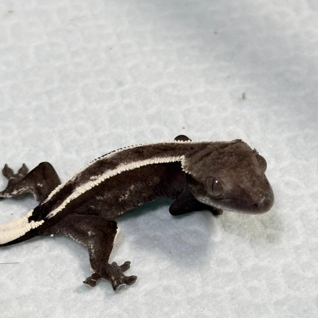 Sable Axanthic