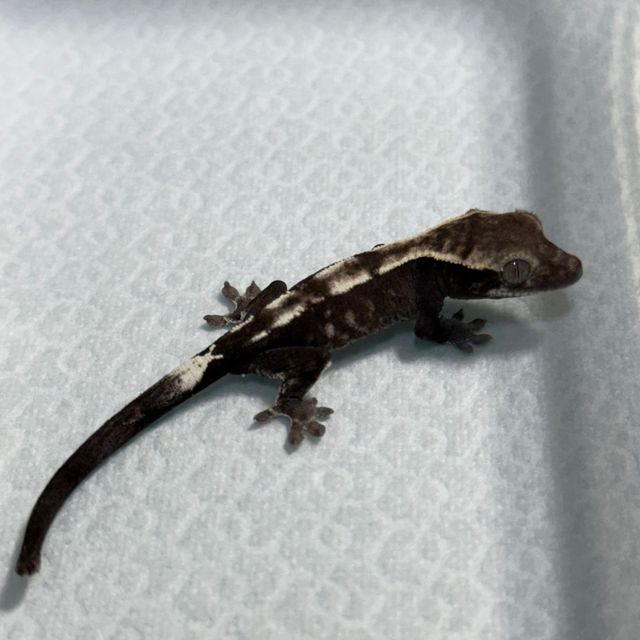 세이블 아잔틱