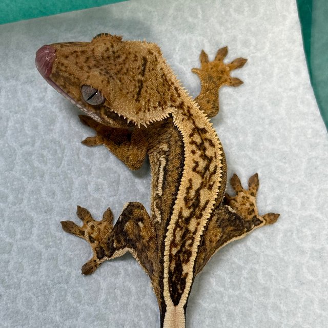 100% Het Axanthic