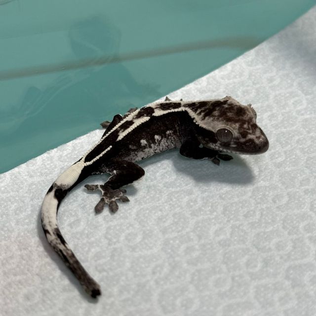 아잔틱