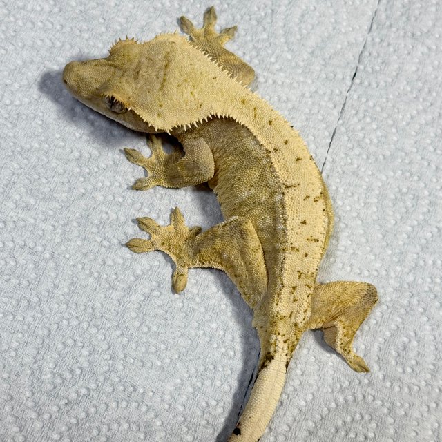 100% Het Axanthic