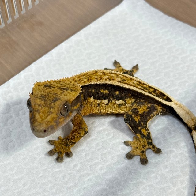 100% Het Axanthic Full Pinstripe Quad Empty Back