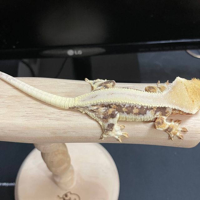 릴리화이트 트라이