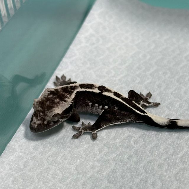 아잔틱