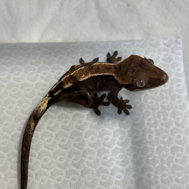 세이블 100%헷아잔틱