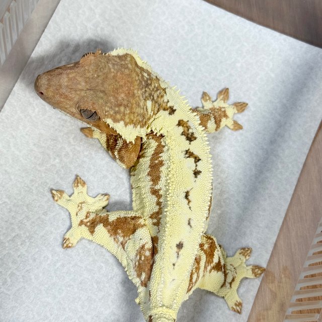 Frappuccino 100% Het Axanthic