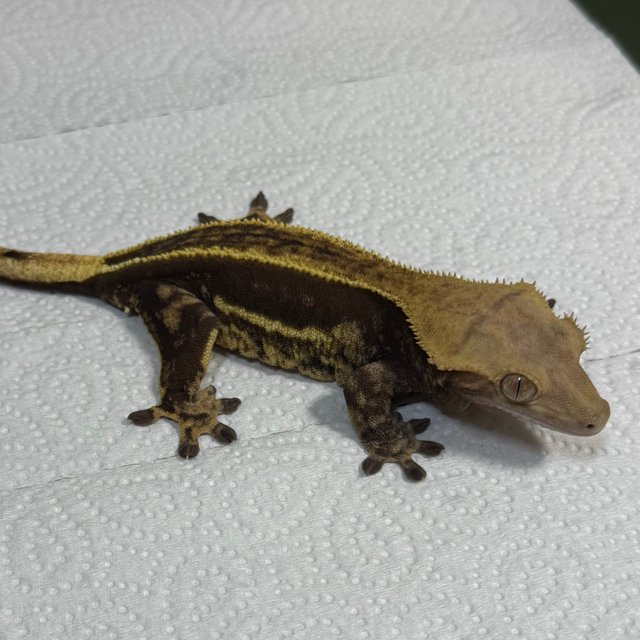 노멀 엠티백 쿼드 풀핀 다크