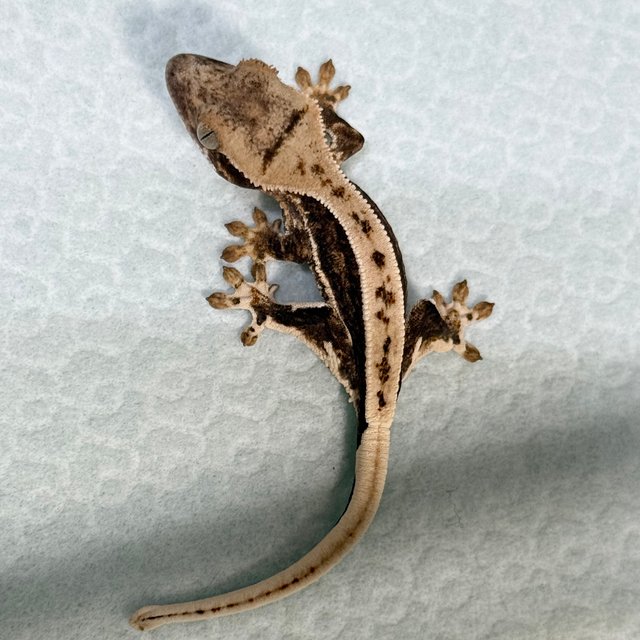 Lilly 100% Het Axanthic
