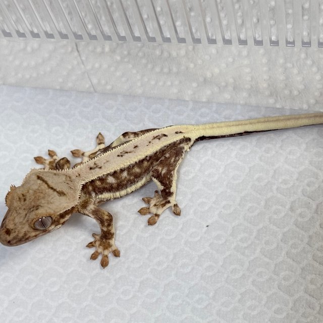 Lilly 100% Het Axanthic