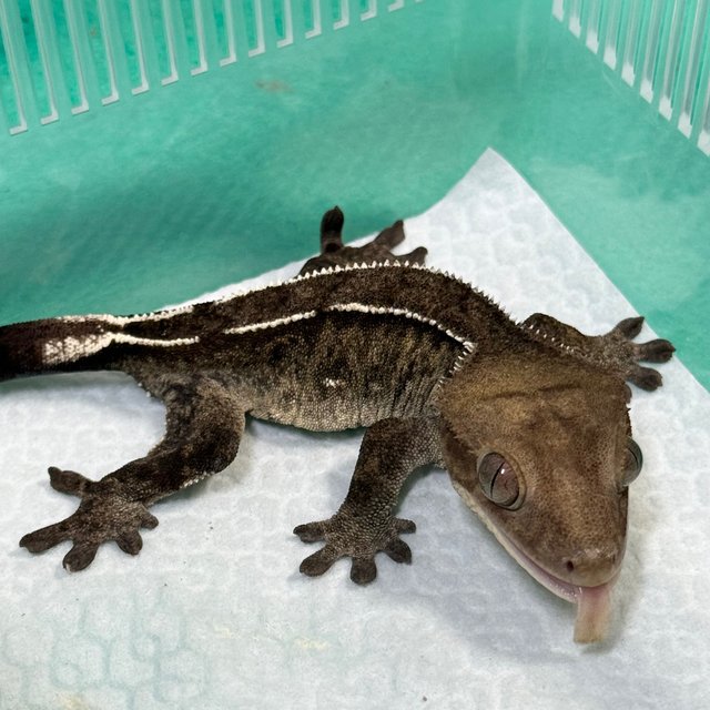 Axanthic