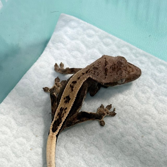 100% Het Axanthic