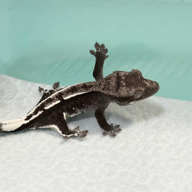 Axanthic