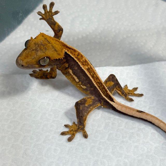 100%헷아잔틱 엠티백 풀핀