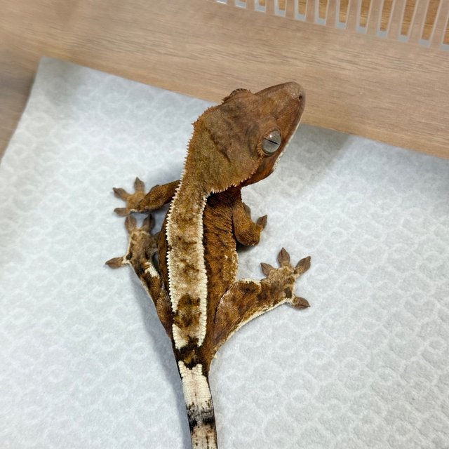Cappuccino 100% Het Axanthic