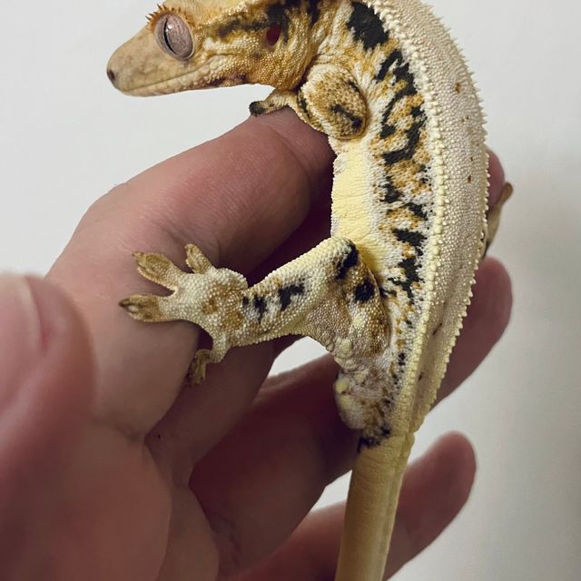 릴리화이트 트라이