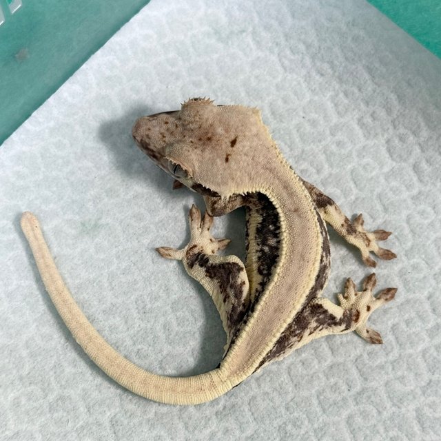 Lilly 100% Het Axanthic