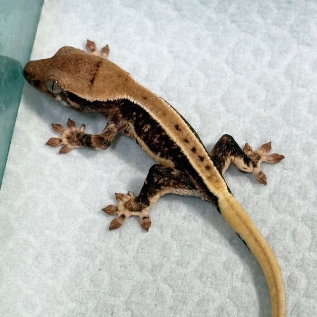 Lilly 100% Het Axanthic