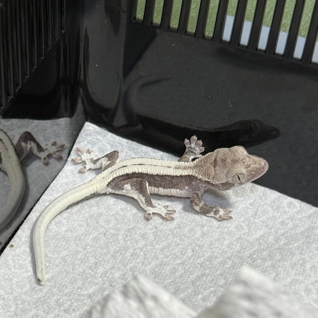 릴잔틱 100%헷아잔틱