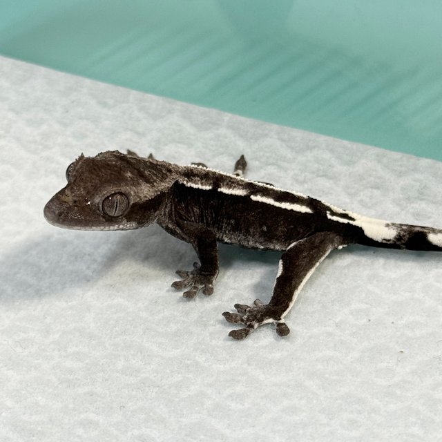 Axanthic