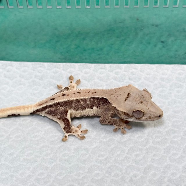 Lilly 100% Het Axanthic
