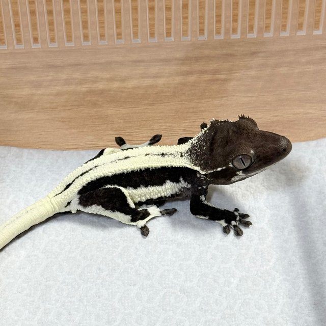 Lilly Axanthic