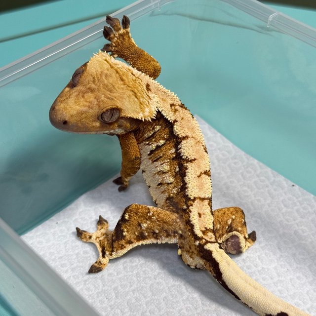 노멀 트라이 익스트림할리퀸 텐저린