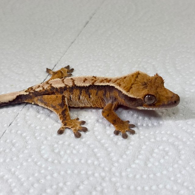 Tangerine Normal Tri Extreme Harlequin
