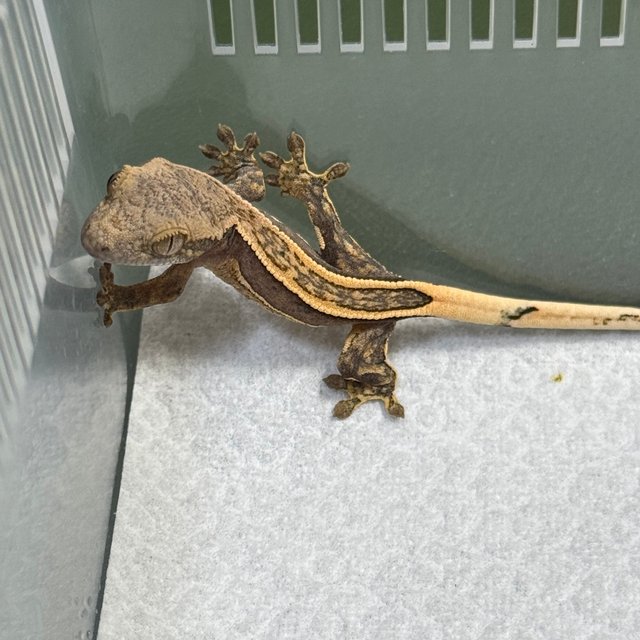 릴잔틱 100%헷아잔틱