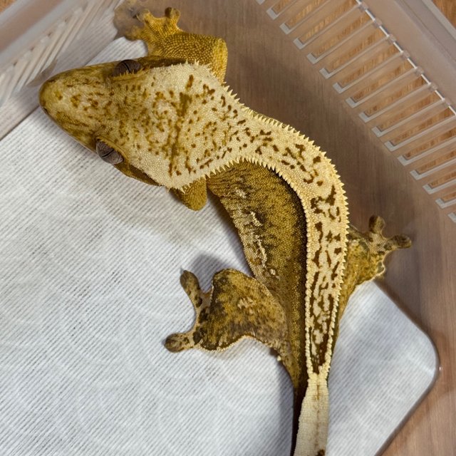 100% Het Axanthic Full Pinstripe