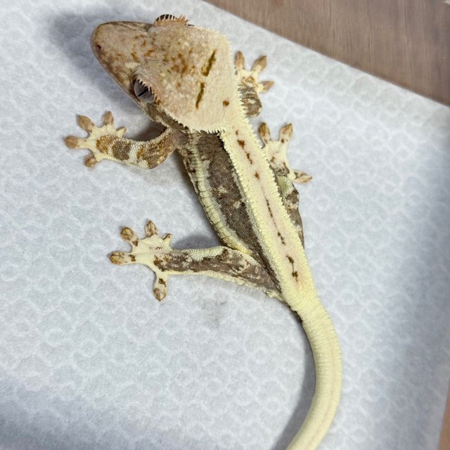 Lilly 100% Het Axanthic