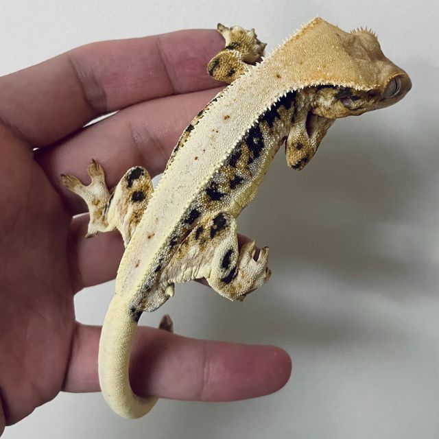 릴리화이트 트라이