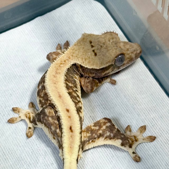 Lilly 100% Het Axanthic