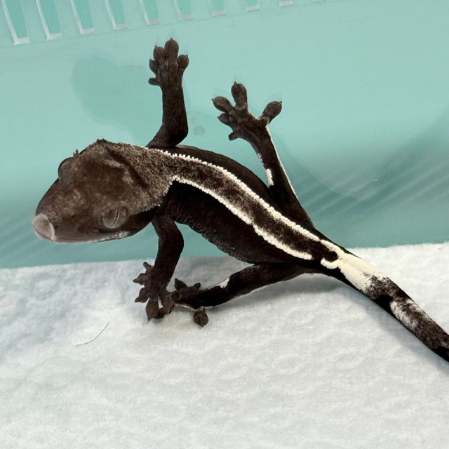 Axanthic