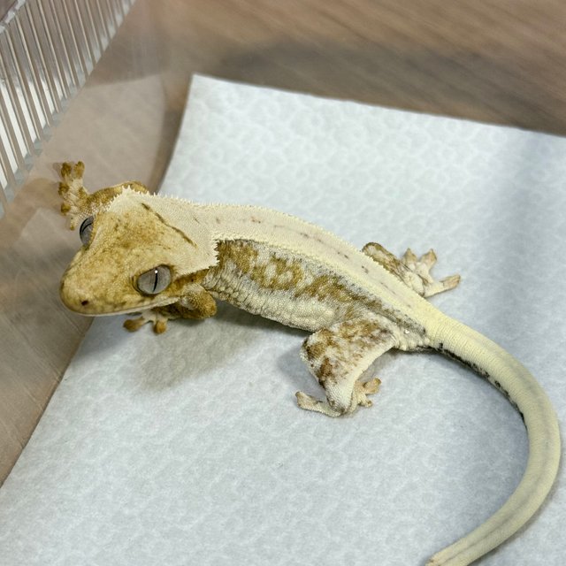 Lilly 100% Het Axanthic
