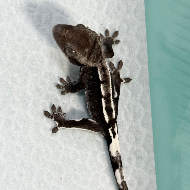 Axanthic