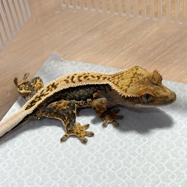 100% Het Axanthic
