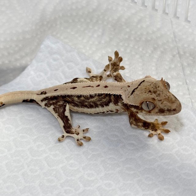 Lilly 100% Het Axanthic