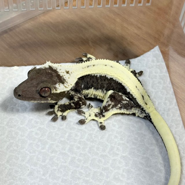Lilly Axanthic