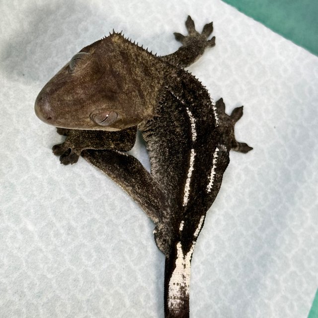 Axanthic